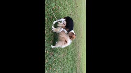 A 5kg dog show wrestling skill with a bigger Beagle