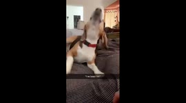 Puppy is a bit too good at pretending to die