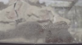 rats in a glass cage