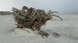 Mysterious tree washes on shore in St. Augustine Florida