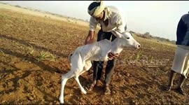 Kind-hearted farmer cares for calf born with just two limbs