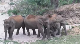 Wild Elephant Camp in Valparai in Coimbatore