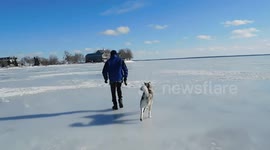 Alaskan Malamute Sojou enjoys Skating Across the Lake