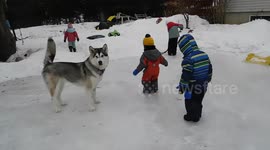 Alaskan Malamute Sojou learns to skate doggy style