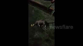 And the Oscar goes to… A smart mouse faking his own death