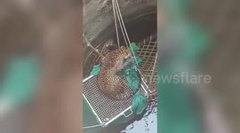 Leopard falls 50-ft into well, rescued after four-hour-long operation