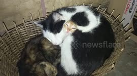 Charming kitten pulls funny face while napping