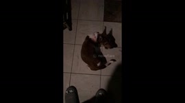 Dog chasing tail in slow-mo