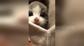 Angelic little kitten refuses to leave his owner's pocket