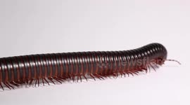 Giant African Millipede hypnotically walking across the screen with white background.