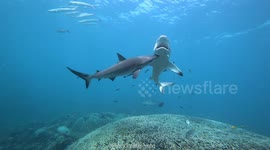 Shark boops his cute snoot on unsuspecting friend