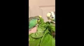 Budgies eating lettuce