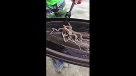 Octopus at Blue Heron Bridge
