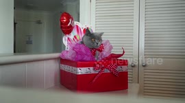 How to wrap your cat for Valentine's Day