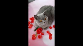When the petal hits your nose and you lose your pose!