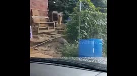 For those who didnt see it. Saw this dog from on my side lol pretty freaking amazing #TriniDog #Talent lol