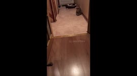 My singing kitten