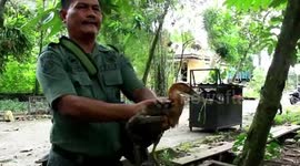 Fourteen Poultry Tails With This Latin Name Ardea Purpurea Are Secured From The Hands Of A Citizen Who Wants To Sell Protected Animals