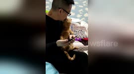 Needy cat paws owner to ask for a kiss