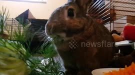 Bunny chewing slow-mo