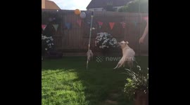 Swing ball