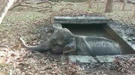 Baby elephant that fell into a swamp, rescued after marathon operation in southern India
