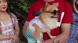 Chihuahua puppy chills out in sunglasses at Valentine's Day festival