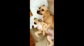 Dogs lying next to each other