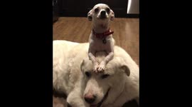 Chihuahua on dogs head