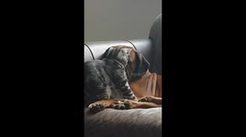 Cat and dog cuddling