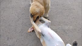 Watch two dogs share a particularly passionate smooch