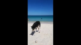 Dog getting a piggyback ride in the sea