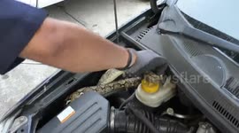 Driver left in shock after finding large python curled up in his car engine