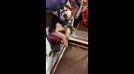 Well-behaved dogs rest on bus while owners have lunch