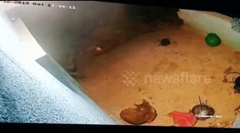 Chilling moment leopard sneaks in and carries off sleeping dog