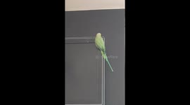 Indian ringneck wants to be on tv