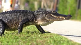 A scene from Jurassic Park! Alligator strolls past tourists in Florida