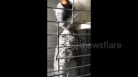 Chinchillas kiss each other to mark Valentine's Day