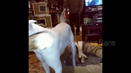 Dog manages to carefully navigate through house with huge stick