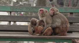 Monkey couple pauses family hug for brief bout of sex