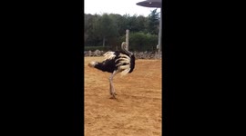 Excited ostrich performs wild, balletic spinning moves