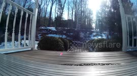 Dog running fast and jumping over camera
