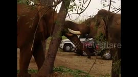 Wild and captive elephants baffle forest officials with their unlikely friendship