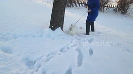 Dog dives into every pit