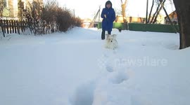 Dog finds path in snow