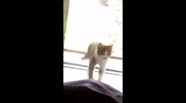 Cat walking