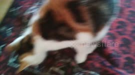 Cat has fun with carpet