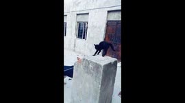 Fierce cat refuses to budge when big dog barks at it
