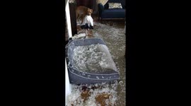 Boston homeowner finds sitting room covered in feathers and dog with empty pillow case in its mouth
