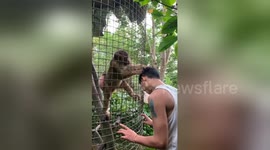 Helpful monkey tries to groom tourist's hair at wildlife park in China